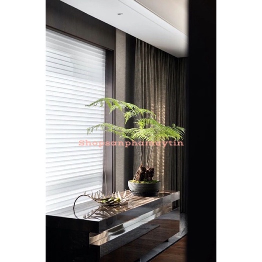 Cẩu tích trồng cảnh bao sống