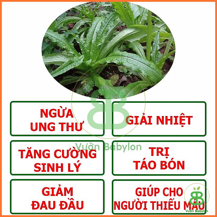 Hạt giống Xà Lách Lá Nhọn(Rau Diếp Thơm) 10G