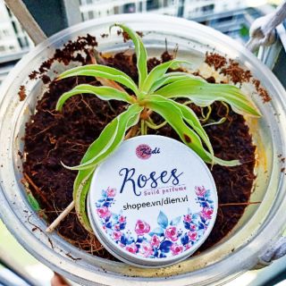 [Nước hoa khô Kidi]-Tôi có bạn với cỏ cây. Tặng nước hoa mini hoặc trà hoa mix