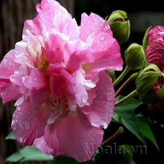 Chậu cây hoa phù dung chuẩn giống
