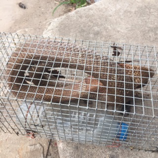 Lồng bẫy rắn