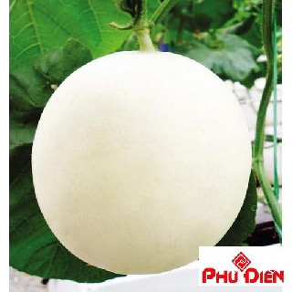 20 Hạt giống dưa lê trăng  PHÚ ĐIỀN