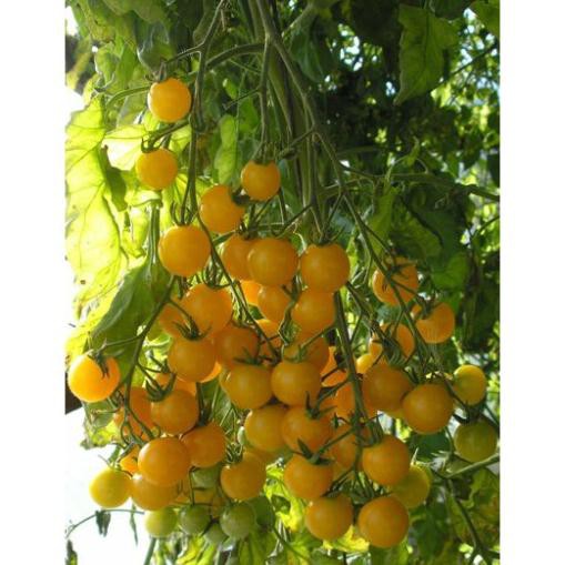 Hạt giống cà chua bi cây cao quả vàng sai quả và năng suất ( gói 30 hạt) HGTG