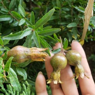 Cây lựu thái.lựu đỏ ấn độ(tặng kèm phân bón)