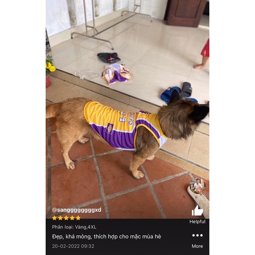 Áo cho chó lớn, Quần áo cho chó size lớn 2xl - 5xl, A11