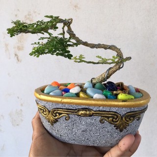 cây cần thăng | cây cảnh bonsai | cây trang trí