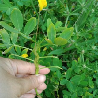 Cây  cỏ lạc đậu phộng