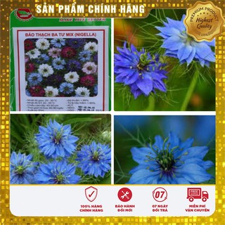 Hạt Giống Hoa Bảo Thạch Ba Tư ( 100 hạt)