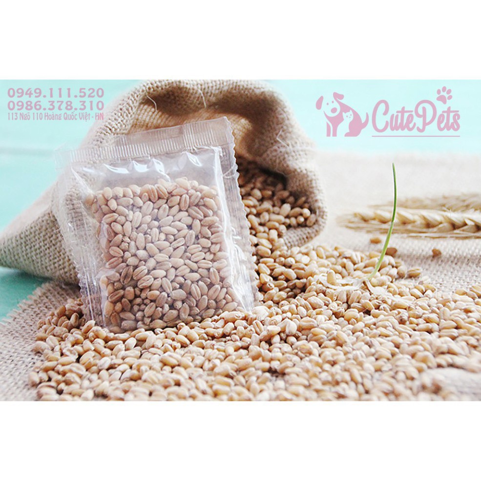 BMB1 🌱 Hạt giống cỏ mèo catnip bổ xung chất xơ và đẩy búi lông ra ngoài - CutePets phụ kiện thú cưng Pet cửa hàng Hà Nộ