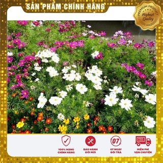 Hạt giống hoa cúc sao nhái lùn nhiều màu dễ gieo trồng gói 50 Hạt