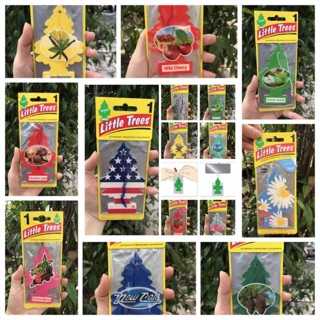 COMBO 100 CÂY THÔNG THƠM LITTLE TREES