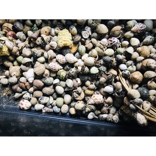 Rugos baby Nhân tạo