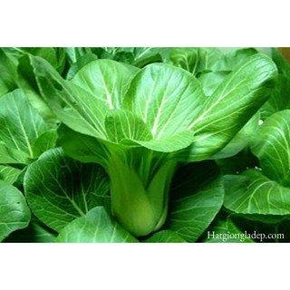 Hạt Giống Cải Chít - 100 Hạt