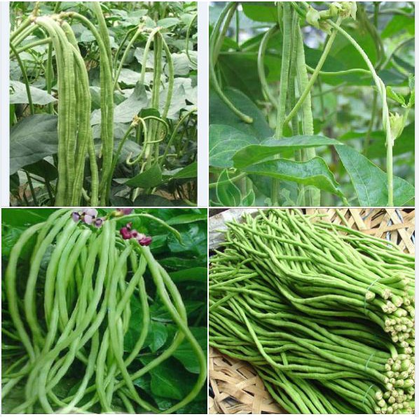 50H - #Hạt_Giống_Đậu_Đũa_Xanh_Tím