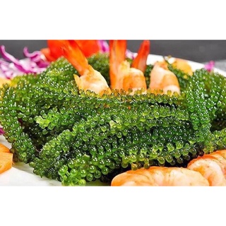 🥗🥗RONG NHO AHICHI 🥗🥗