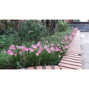 Cây tóc tiên,huệ mưa bầu nhỏ sẵn hoa trồng trang trí cảnh quan sân vườn@