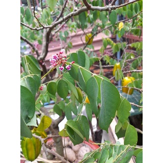 5 hạt giống khế ngọt