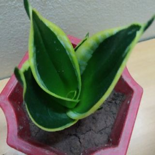 Cây Lưỡi Hổ Thái Mini