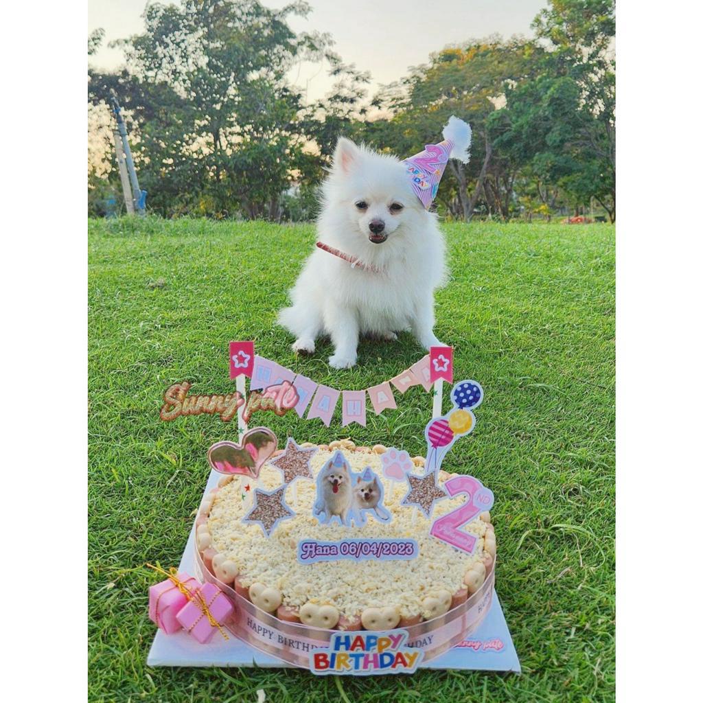 Nón sinh nhật cho thú cưng in số tuổi theo yêu cầu - Nón đội cho thú cưng - Birthday party - Sunnypate