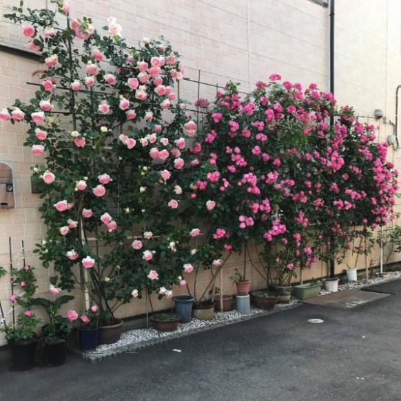 Hạt Giống Hoa Hồng Mix Đủ Loại (gói 50 hạt, tặng phân)