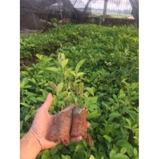 cây giống cát sâm