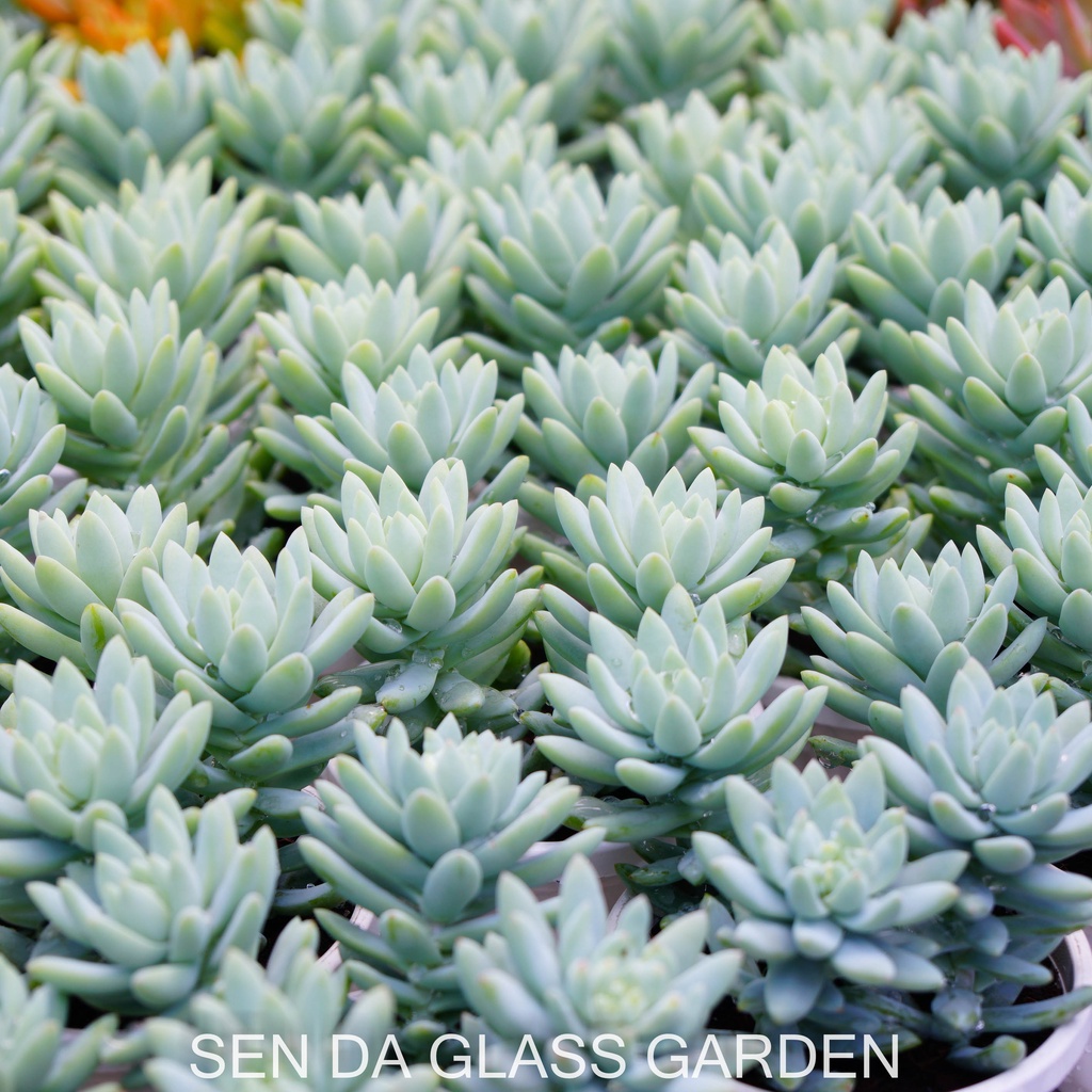 Sen đá Chuỗi ngọc lam chậu treo 8cm GLASS GARDEN giống hình, Sen đá đà lạt, Thuần khí hậu, Lỗi 1  đổi 1