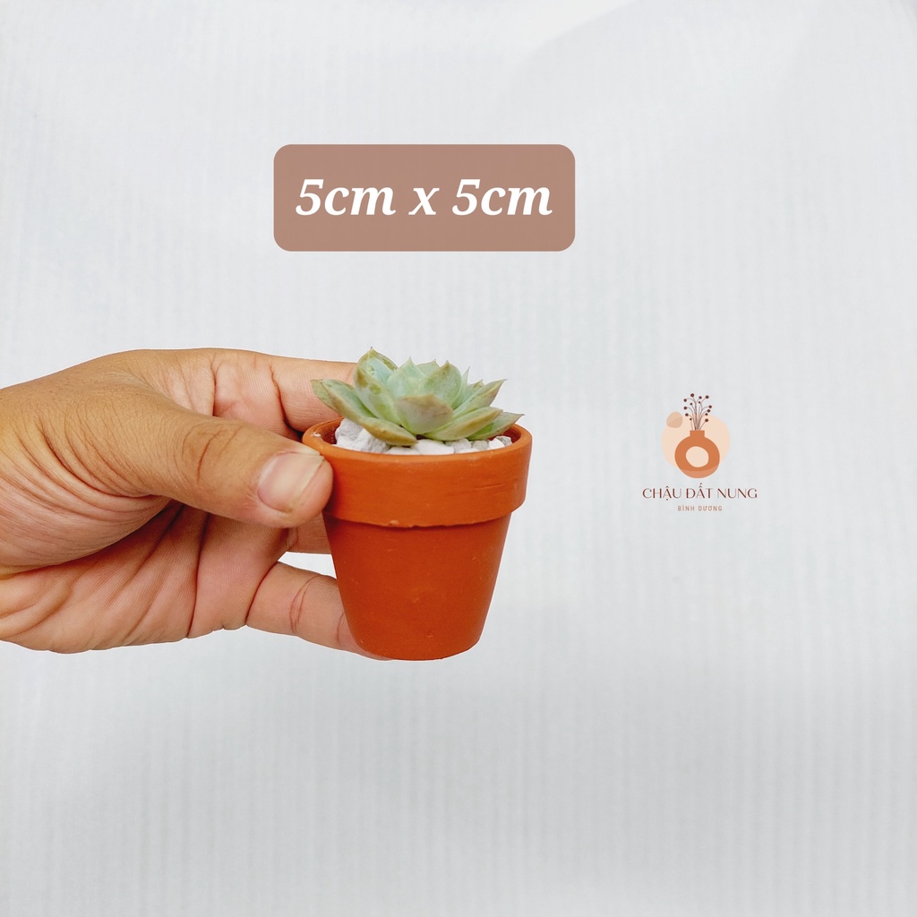 Chậu đất nung, Chậu sen đá - Ly gờ 55, miệng chậu 5cm, chiều cao 5cm