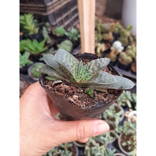 Sen đá mỏ vịt