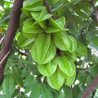 Hạt giống khế chua - 1 gói 5 hạt