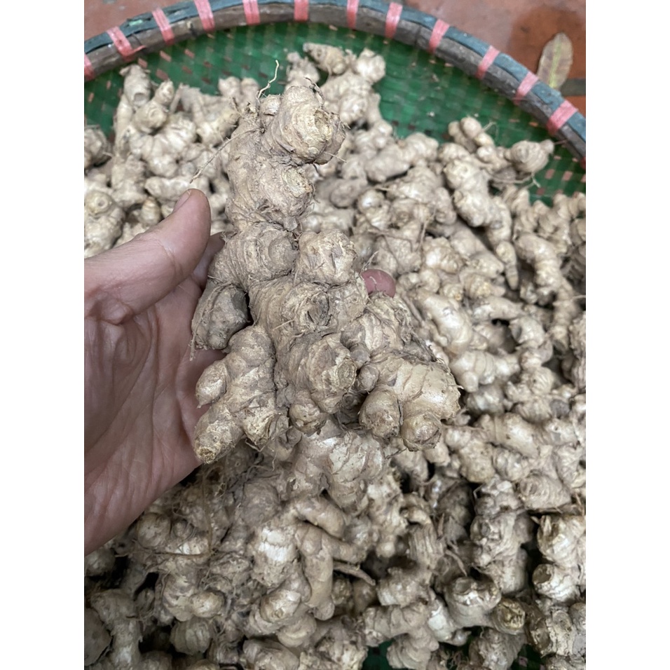 Gừng quê, cực tươi, củ to đều, cay và rất thơm - Hàng chất lượng đóng gói 500g