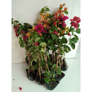 Cây hoa giấy giống