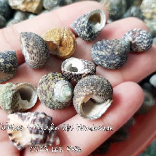 Vỏ ốc biển cỡ nhỏ