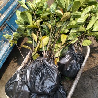 Cây mít ta giống