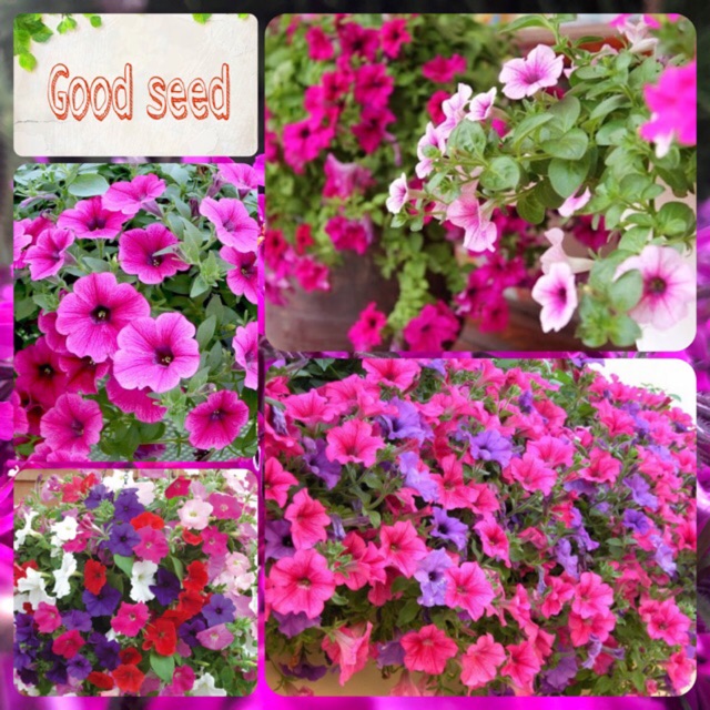 Gói 100 hạt hoa yến thảo rủ petunia