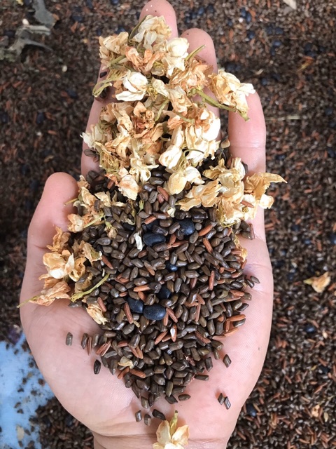 Trà hoa ngũ cốc đóng túi zip đủ 1 kg