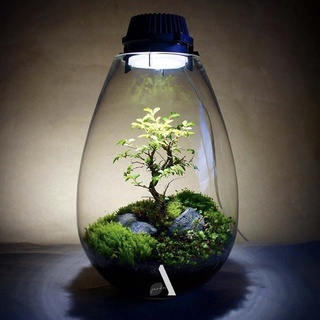 9 loại Bonsai mini, bonsai terrarium, bonsai giống hiếm, bonsai nhỏ hơn 10cm - Cây trồng tiểu cảnh