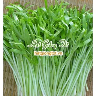Hạt giống rau mầm rau muống