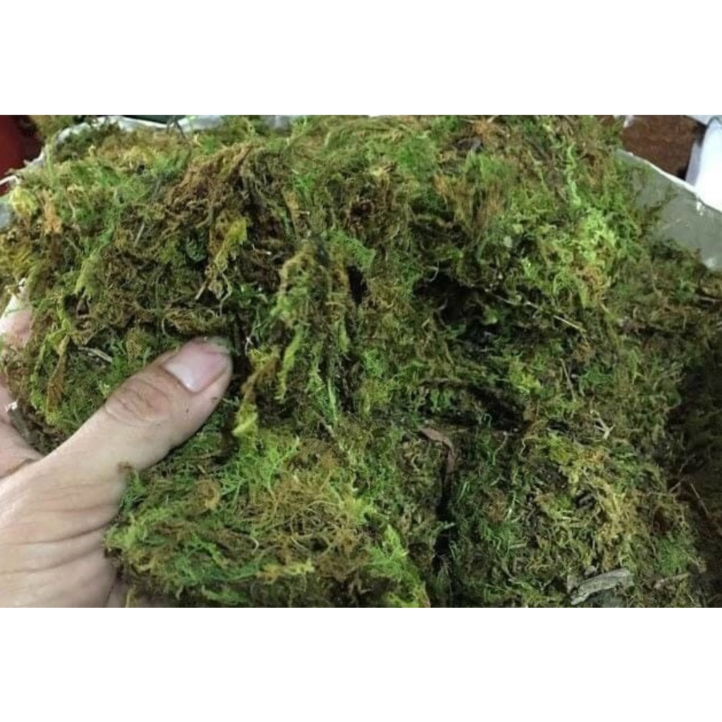 Rêu Rừng xá  - giữ ẩm cho hoa lan