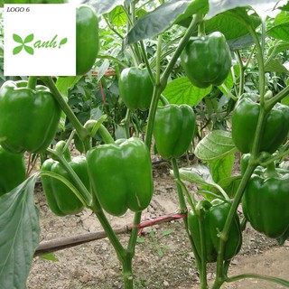 Hạt giống Ớt chuông (ớt ngọt) ngũ sắc