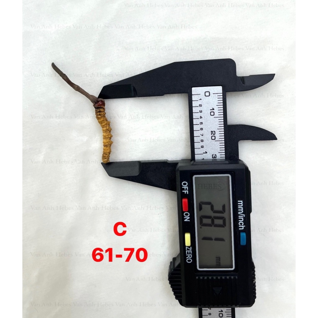 ĐÔNG TRÙNG HẠ THẢO MẮT ĐỎ THIÊN NHIÊN NÚI TUYẾT BHUTAN 10GRAM SIZE 61-70 CON
