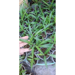 1 cây mạn nhện rễ trần