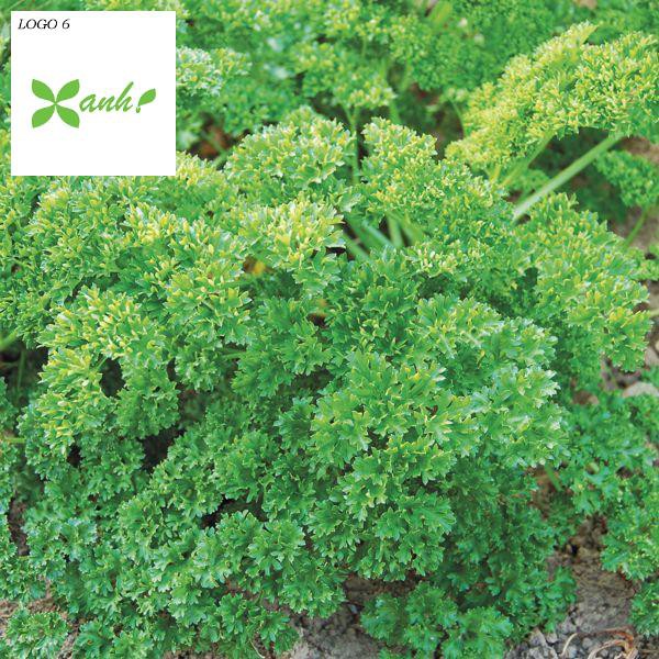 Hạt giống Ngò Tây (Rau Mùi Xoăn) (1g)