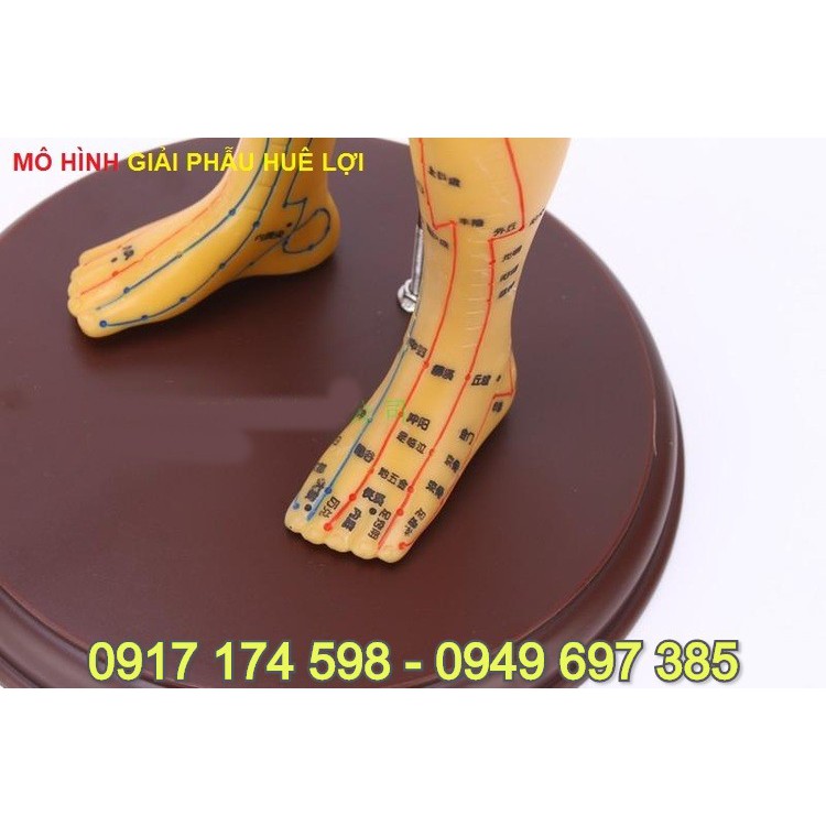 MÔ HÌNH HUYỆT VỊ MÀU ĐỒNG 50CM . MÔ HÌNH HUYỆT VỊ CƠ THỂ NGƯỜI NAM MÀU ĐỒNG