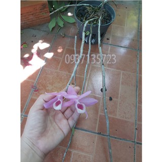 CÂY LAN GIẢ HẠC PHÁP