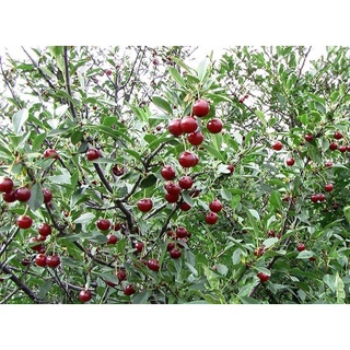 CÂY GIỐNG CHERRY ( TRỒNG CHẬU ĐƯỢC - HỢP KHÍ HẬU 3 MIỀN)