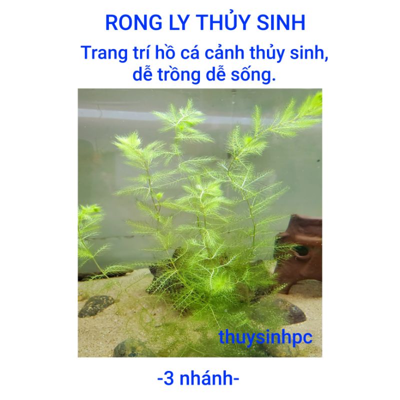 3 nhánh rong ly thủy sinh trang trí và lọc nước bể cá cảnh