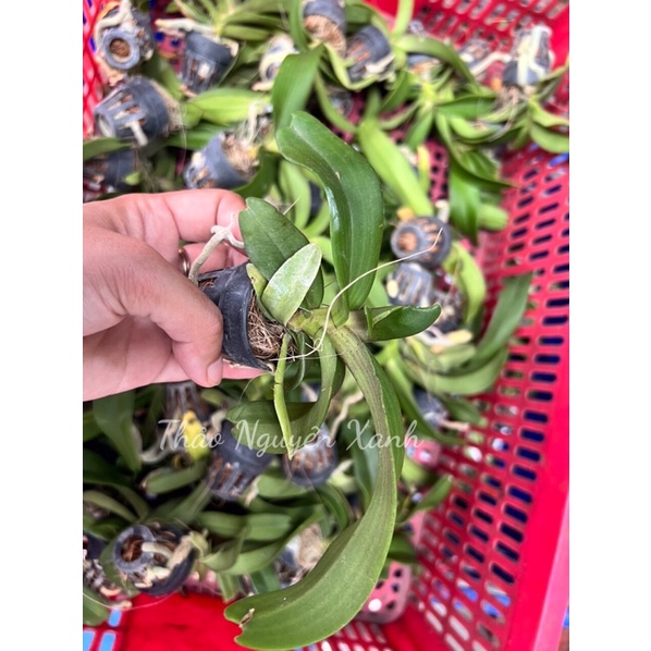 Đai Châu Cây Giống Nhiều Màu