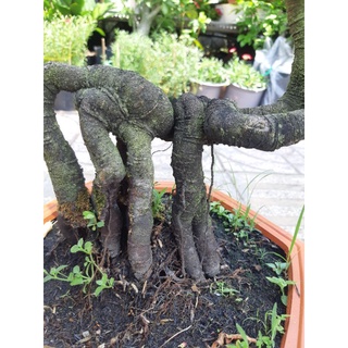Chậu Phôi khế quái BONSAI