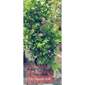 cây nguyệt quế bầu to, cây đẹp, cao 100cm.