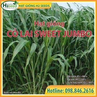 Hạt giống cỏ Lai Sweet Jumbo - gói 50g chất lượng cao dùng trong chăn nuôi trâu, bò, cá, thỏ...
